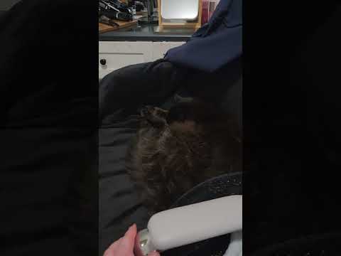 from a stray to a queen ✨️ #asmr  #straycat