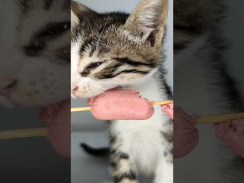kitten sausage asmr 🌭