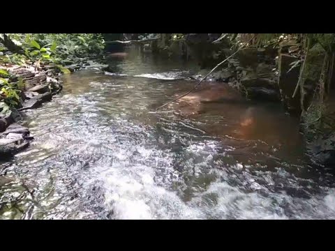 ASMR" BARULHINHO DE CACHOEIRA 💤🌊