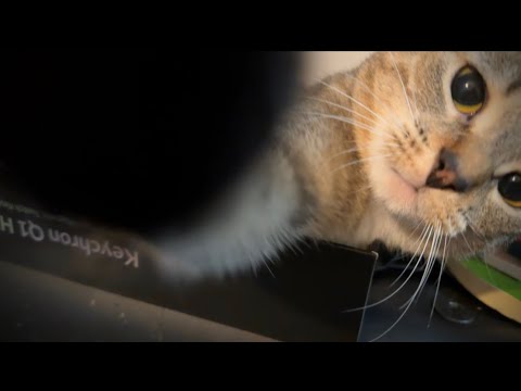 Cat gets a Hand Massage [ ASMR ]