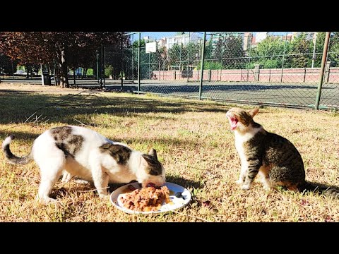 Street Cats Eating Wet Cat Food ASMR