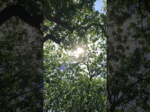 Presence with the frogs, the crows within the portal of the ash trees