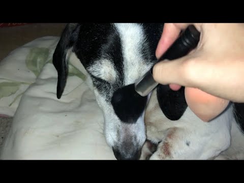 ASMR one minute makeup application on doggo