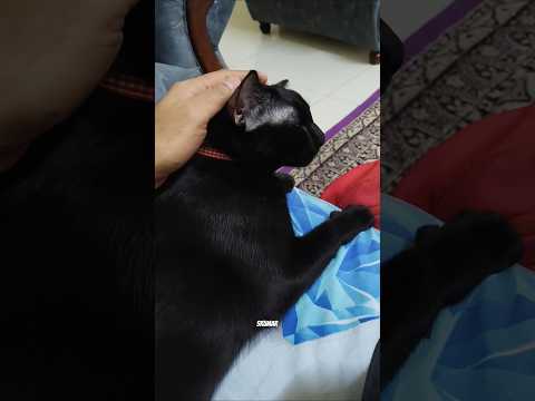 Mere Dimag Me Koi Sararat Nehi hai 😂😺😎 #funny #cat #pets #cute