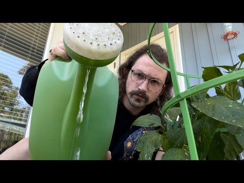 ASMR Watering & Trimming You (You Are My Plants) Roleplay