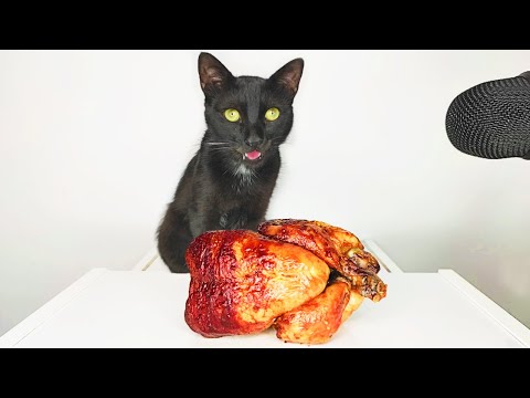 Cat eating Roast chicken ASMR