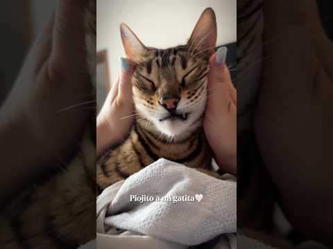 Piojito a mi gatita #asmr #gatos