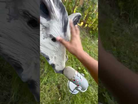 I put an animal to do this asmr at the end of the video 😂 #asmr #mouthwhisper #trigger