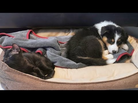Silly ASMR snippets with my pets 🥰