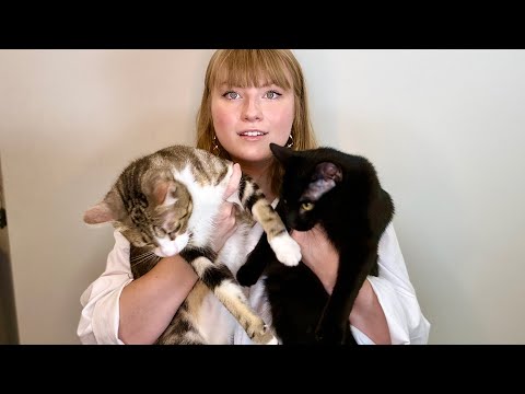 ASMR Cat Vet Exam Checkup Roleplay | Kitty Cat Eating ASMR, Purring ASMR, Licking ASMR for Sleep