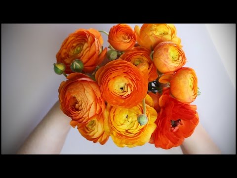 148. Ranunculus - SOUNDsculptures - ASMR