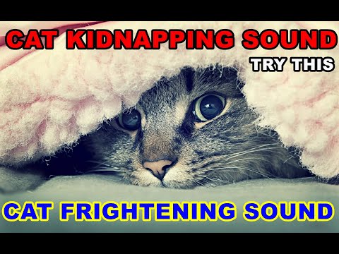 Scare The Cat | Scaredy Cat Song | Cat Frightening Sound