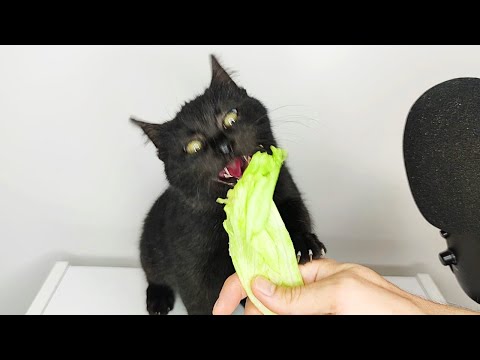 Cat Eating Lettuce ASMR