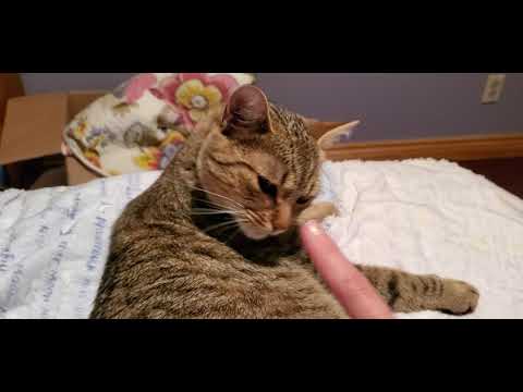cat doctor ASMR role-play