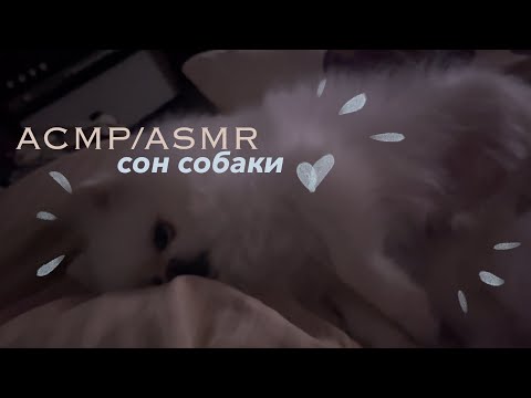 АСМР/ASMR 🐶Собачий кайф - звуки сна