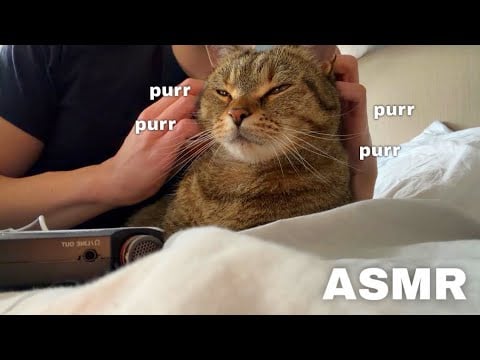 ASMR but it’s MOUTH SOUNDS on my CAT