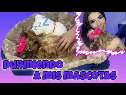 Hago dormir a mis mascotas🐶❤️✨ASMR✨#asmr #dormir  #perros #dormir #mascotas #relax #viral #video