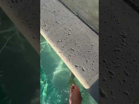 #asmr #poolasmr #lofiasmr #relax #asmrgame