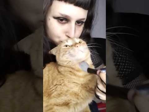 MEU GATINHO PEDIU UM ASMR! #asmr #asmrsounds #asmrvideo #relax #cat #visualtrigger