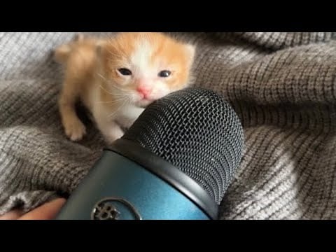 Watch This Kitten Try ASMR For The First Time!