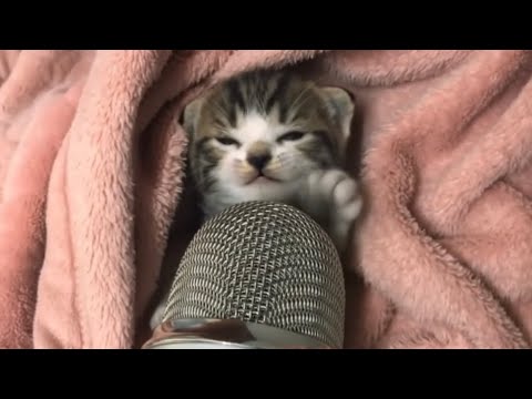 My Cats Makes Asmr for first time 🥺🎊💗