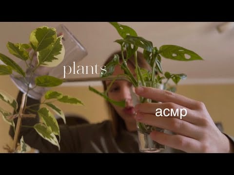 АСМР | вместе польём, рассмотрим и поболтаем о моих  растениях 🪴 | asmr plants in Russian