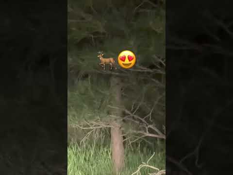 Look what we saw  after dinner!😍🦌🏡