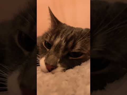 Purring ASMR Cat 🐱