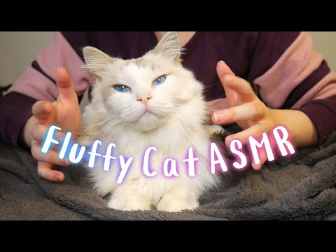 Giving my cat ASMR 😺 Brushing, petting and feeding Atticus snacks 😻