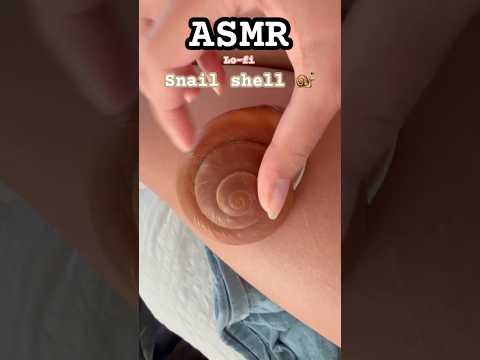 lofi ASMR || Snail shell 🐌