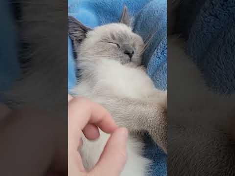 Relaxing✨️Sleepy Charlie w/ Soft Piano 😴