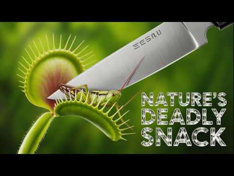 The Weird Science Behind ASMR