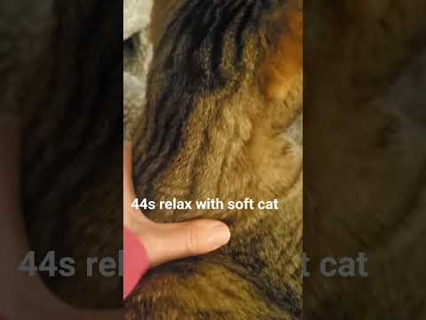 soft cat asmr