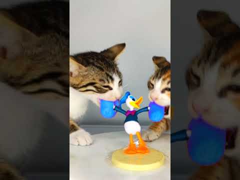Cats Donald Duck ASMR 🦆