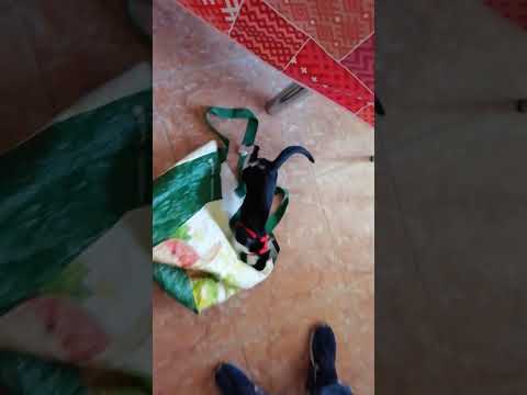 Qué hay en la bolsa...?