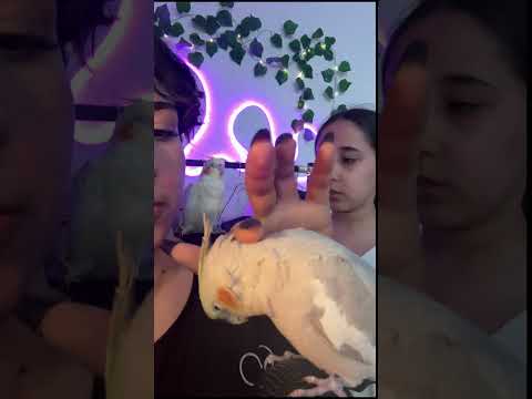 giving you and my pookie TInGlEs😩💤 #asmr #bird #visualtingle #sleepaid #tingles #mouthwhisper