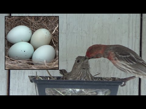 ER's Bird Diaries #1: Meet Mom, Her Eggs, and Dad