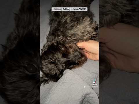 Calming A Dog Down ASMR