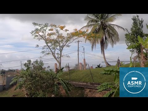 Flamboyant Tree View | Puerto Rican Flame Tree | Relaxing ASMR Nature Sounds