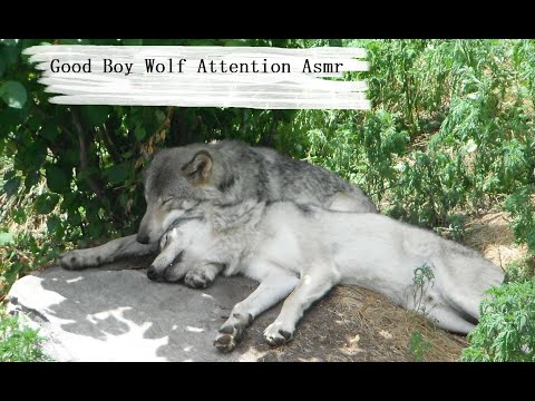 Goodboy Wolf personal attention asmr/furry asmr/otherkin asmr/wolf asmr