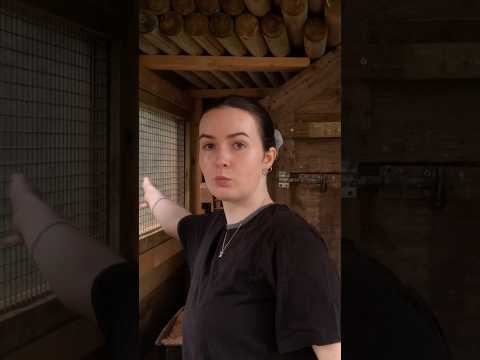 ASMR in my chicken coop #asmr #asmrsounds #asmrvideo