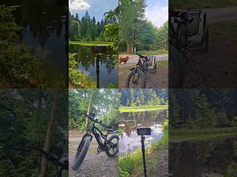 the best moments in my live #shorts #forestsounds #chowchow