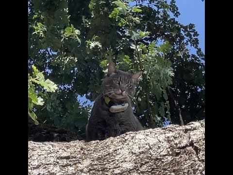 The Rescue of our boy, Leo the Cat!!