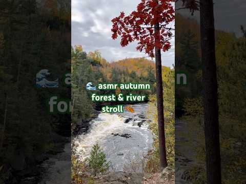 🌊 asmr fall forest & river stroll 🍂 #naturesounds #watersounds