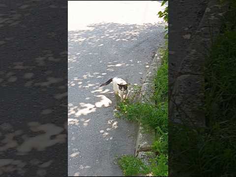 unintentional #asmr little cat