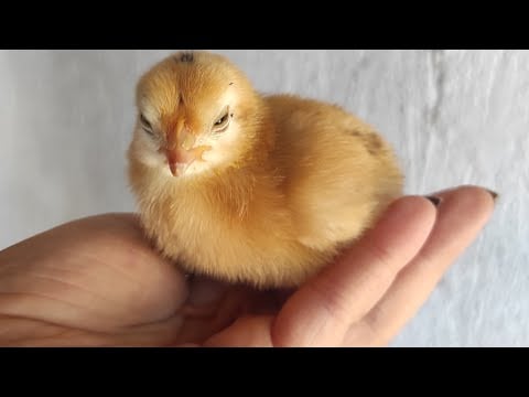 Hadiii geliinn bahcemi gezeliim civcivlere bakalımmm 🤣🤣🐣🐣🐤 Asmr Türkçe