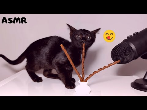 Kitten eating Tasty Sticks ASMR