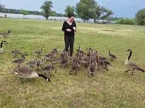 FEEDING HUNGRY CANADA GEESE AT THE PARK:Igorot in Denver Colorado 🇺🇸