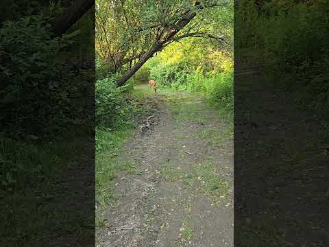 Relaxing Nature With Deer #relax #asmr #nature #deer #naturesounds