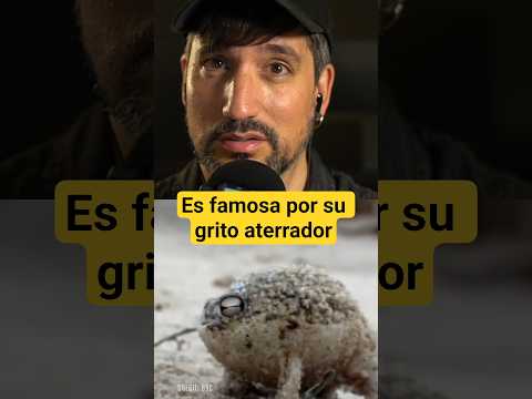 ¡PARECE UNA PAPITA ENFADADA! 😹 Su grito es ATERRADOR
